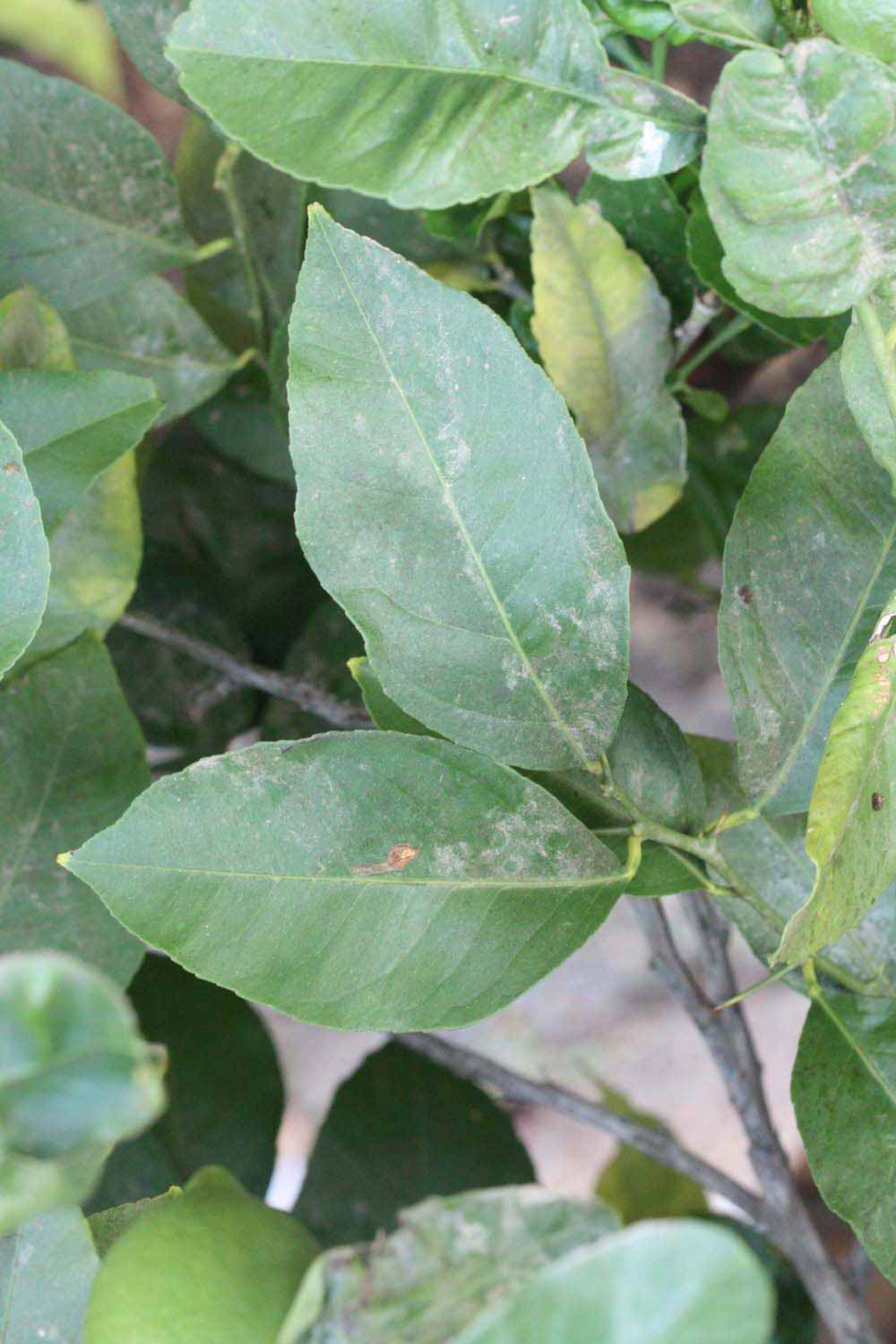              Shade leaves (Riverside, CA)       